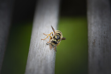 wasp on the wood