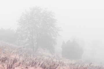 Obraz na płótnie Canvas Tree standing in mist, Sweden