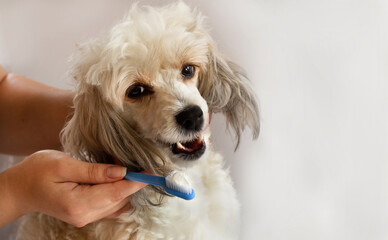 The procedure for brushing the teeth of a dog. High quality photo