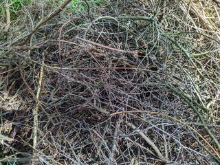 many dry branches gathered in a heap in the forest during the daytime in summer.