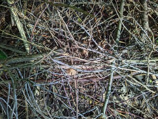 many dry branches gathered in a heap in the forest during the daytime in summer.