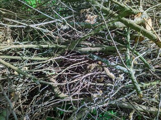 many dry branches gathered in a heap in the forest during the daytime in summer.