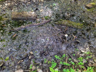 drying river in the forest in the daytime in summer.