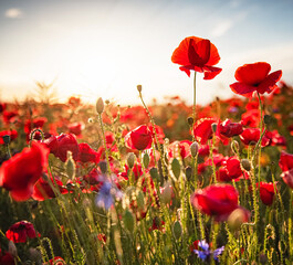 Obraz premium Wonderful poppy field in spring