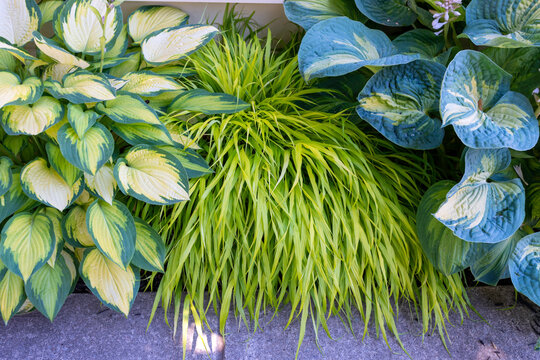 A variety of large hosta are paired with Japanese forest grass Hakonechloa macra All Gold, creating a beautiful contract of colours and textures in this low maintenance garden border.