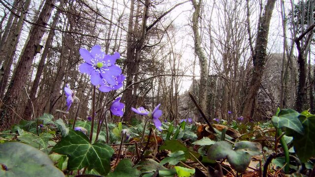Flowering Liverwort, Hepatica nobilis during spring in sweden