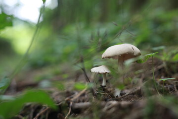 mushrooms in the forest