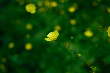 small yellow buttercup flowers against green background