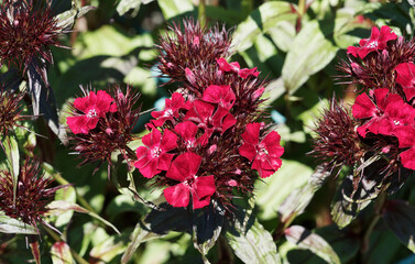 Dianthus barbatus | Sweet William plant or bunch pink. Cluster of flowers with deep red petals with...