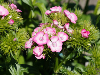 Dianthus barbatus or sweet William. Cluster of flowers with two-tone petals, pink and white with serrated edges at the top of stems