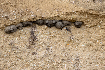 Bird Nest on a Cliff