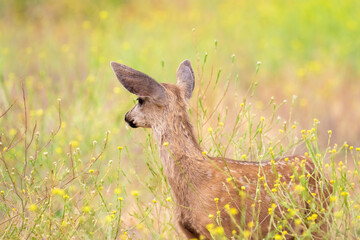 Baby Fawn in Mustard Filed, California Wildife