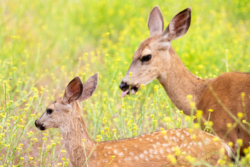 Mother and Baby Deer in Santa Barbara County California