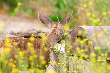 Deer Drinking Water