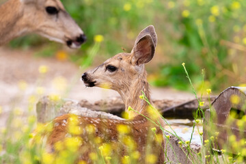 Santa Barbara County Wildlife, 2021 Sighting