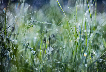 Fresh green spring or summer grass with dew water drops in the morning. Foggy morning. Art natural fresh background.