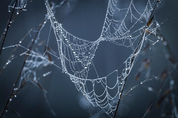 Close up abstract art macro photography of cobweb or spiderweb with rain or dew water drops in the morning fog. Natural abstract background.