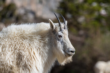 close up of a goat