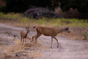 Naklejka na ściany i meble Wildlife Crossing Road in Santa Barbara County