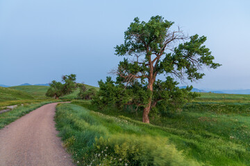 Tree on a trail
