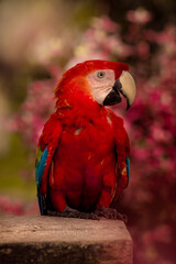 Ara chloropterus: Amazonic Bird