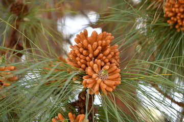 Conifer in spring. Male pinecones or strobili. Pollen cones. Staminate pinecones on coniferous tree