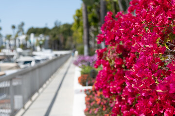 Fototapeta na wymiar Bougainvillea or paperflower blooming with pink bracts on blurred promenade copy space, flowering