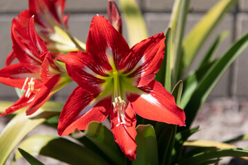 Velvety red petals striped in white stars. Blooming amaryllis flowers. Barbados amaryllis in bloom - obrazy, fototapety, plakaty