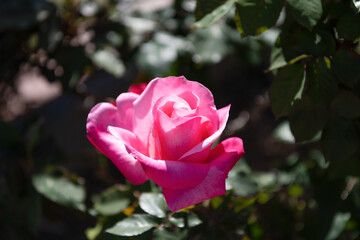 beautiful pink rose flower with petals, rosarium