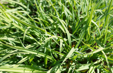 Lush leafy grass. Green grass leaves. Grassy background. Natual plant. Summer vegetation