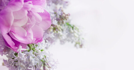 Delicate, pastel bouquet of lilac and purple tudpan on a white background. banner, copy space.Invitation. Spring, love, mother's day soncept