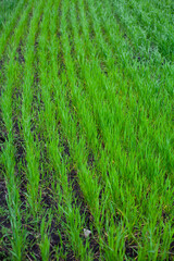 large vertical photo. summer time. green wheat field. spring planting of grain crops. eco. environmentally friendly field.