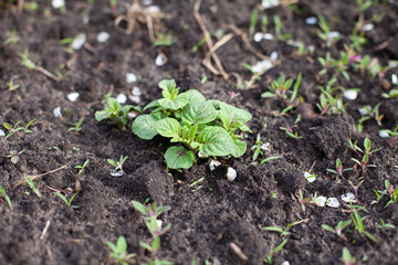 large horizontal photo. summer time. small potato bush in the ground with small weeds. planting environmentally friendly root crops. eco.