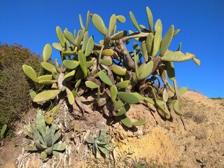 A huge cactus grows in the open air. Green cactus on a background of blue sky.