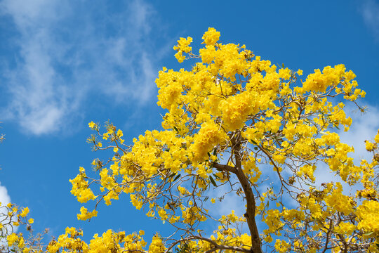 Yellow blossom. Blossoming tabebuia tree. Tabebuia aurea in blossom. Blooming treetop on blue sky