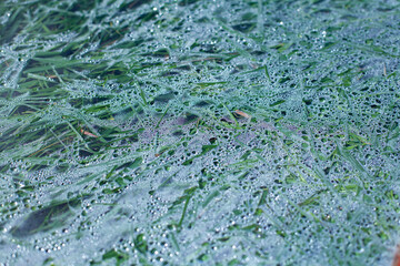 Obraz premium large horizontal photo. summer time. green grass covered with glass after rain. perspiration. large glass on the grass. hot weather.