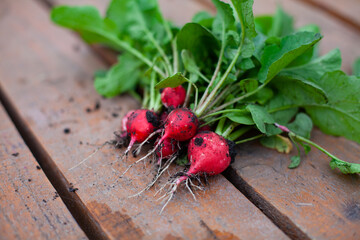 large vertical photo. summer time. growing natural healthy products. eco. pink radish with leaves with ground close-up. a few radishes fresh from the ground on a brown wood table. view from above.