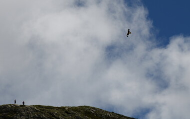 rapace