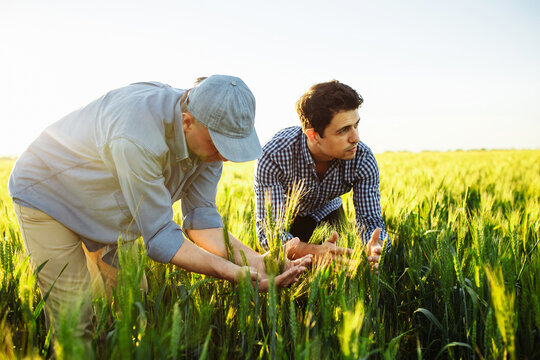 Two Farm Workers Are Checking The Quality Of The New Crop Wheat Spikelets And Plan The Time Of Harvesting. Two Generations Farmers Are Working Together In The Wheat Field. Father And Son Farmers.