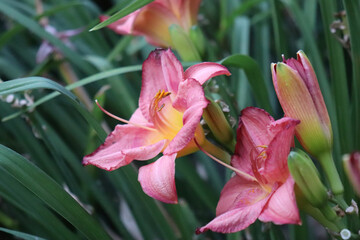 Fototapeta premium lily