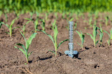 Rain gauge in cornfield. Drought, dry weather and farming concept.