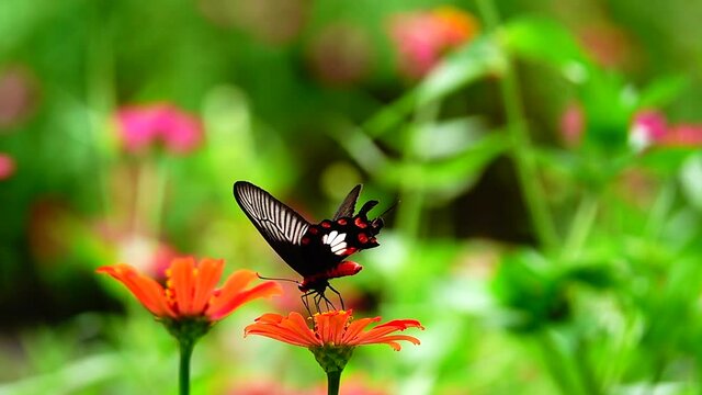 HD 1080p super slow Byasa adamsoni adamsoni (Grose-Smith, 1886) : Adamson&rsquo;s Rosethai butterfly in pasture flowers Insect outdoor nature green backgound