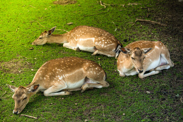 A group of three deers lying in the shadow and chill while the sun is burning hot