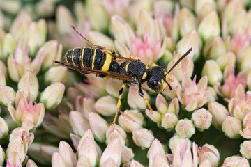Weevil wasp feeding on nectar from Sedum plant. Insect and wildlife conservation, habitat preservation, and backyard flower garden concept.