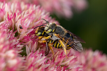 Wool-Carder bees mating on Sedum plant. Insect and wildlife conservation, habitat preservation, and backyard flower garden concept
