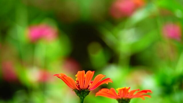 HD 1080p super slow Byasa adamsoni adamsoni (Grose-Smith, 1886) : Adamson&rsquo;s Rosethai butterfly in pasture flowers Insect outdoor nature green backgound