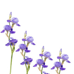 Siberian iris, isolated on white background, Square frame