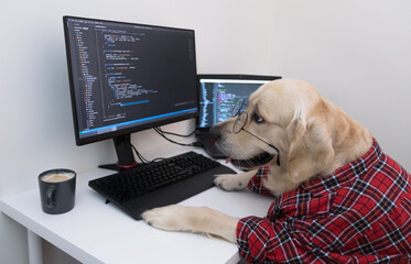 A dog in glasses and a red shirt sits at a computer and writes a program. Golden Retriever dressed...