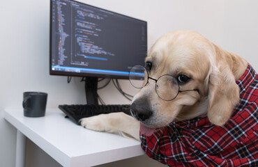 A dog in glasses and a red shirt sits at a computer and writes a program. Golden Retriever dressed as a programmer or teacher. Remote work concept during a pandemic