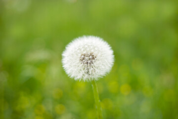White dandelion close-up on a background of green grass.